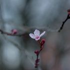 Cherry Blossom