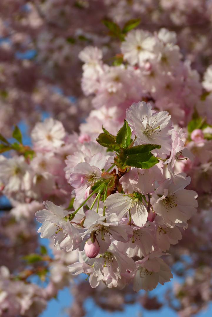 Cherry blossom