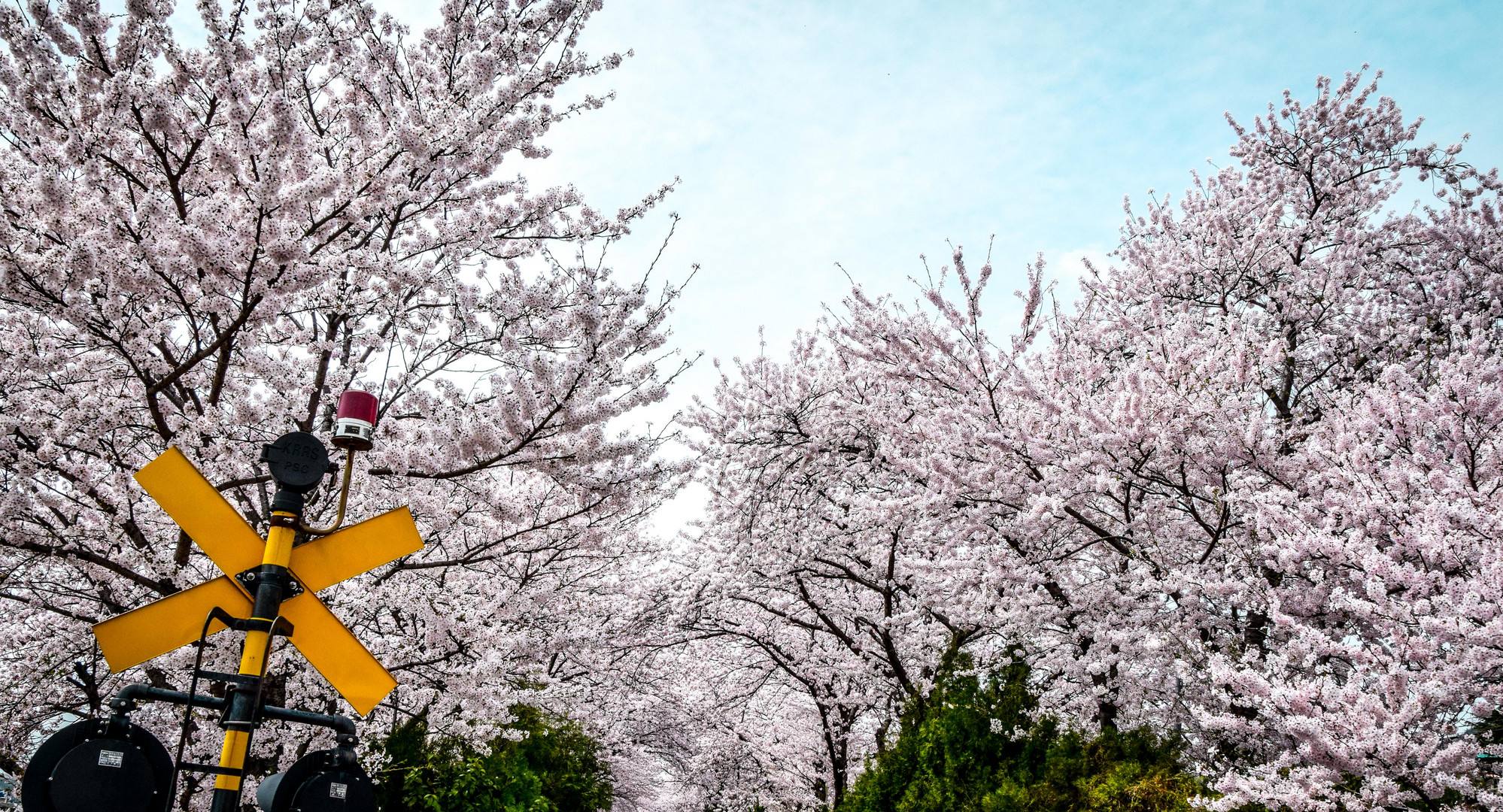 Cherry Blossom Festival Jinhae 04/2015