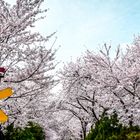 Cherry Blossom Festival Jinhae 04/2015