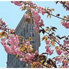 Cherry Blossom Flatiron Building