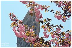 Cherry Blossom Flatiron Building