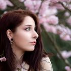 cherry blossom girl IV