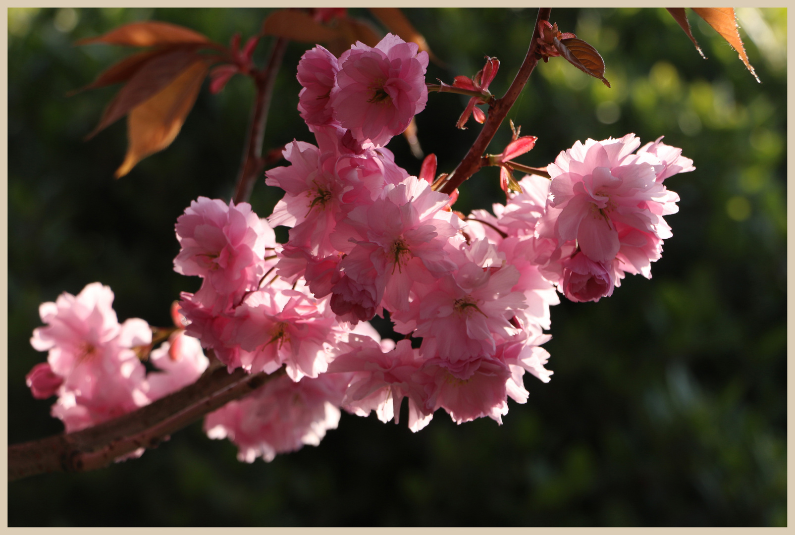 cherry blossom gosforth 4