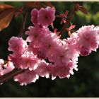 cherry blossom gosforth 4