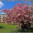 cherry blossom in grove park Gosforth 2