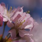 Cherry Blossom in Spring