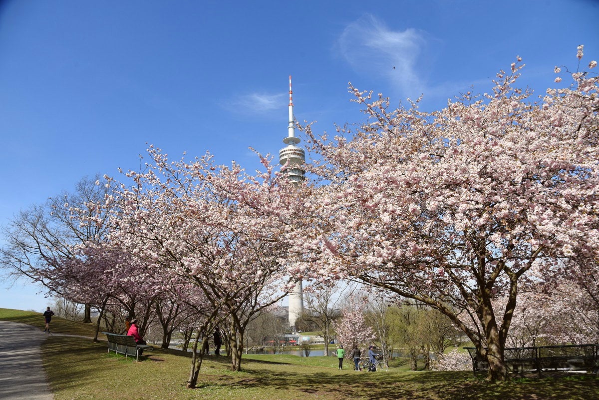 Cherry blossom in the Munich Olympic Park - Kirschblüte im Olympiapark München am 09.04.2021