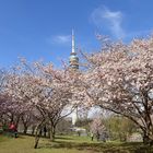 Cherry blossom in the Munich Olympic Park - Kirschblüte im Olympiapark München am 09.04.2021