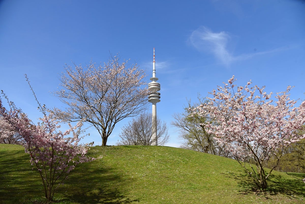 Cherry blossom in the Munich Olympic Park - Kirschblüte im Olympiapark München am 09.04.2021