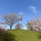 Cherry blossom in the Munich Olympic Park - Kirschblüte im Olympiapark München am 09.04.2021