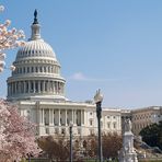 Cherry Blossom in Washingtion DC