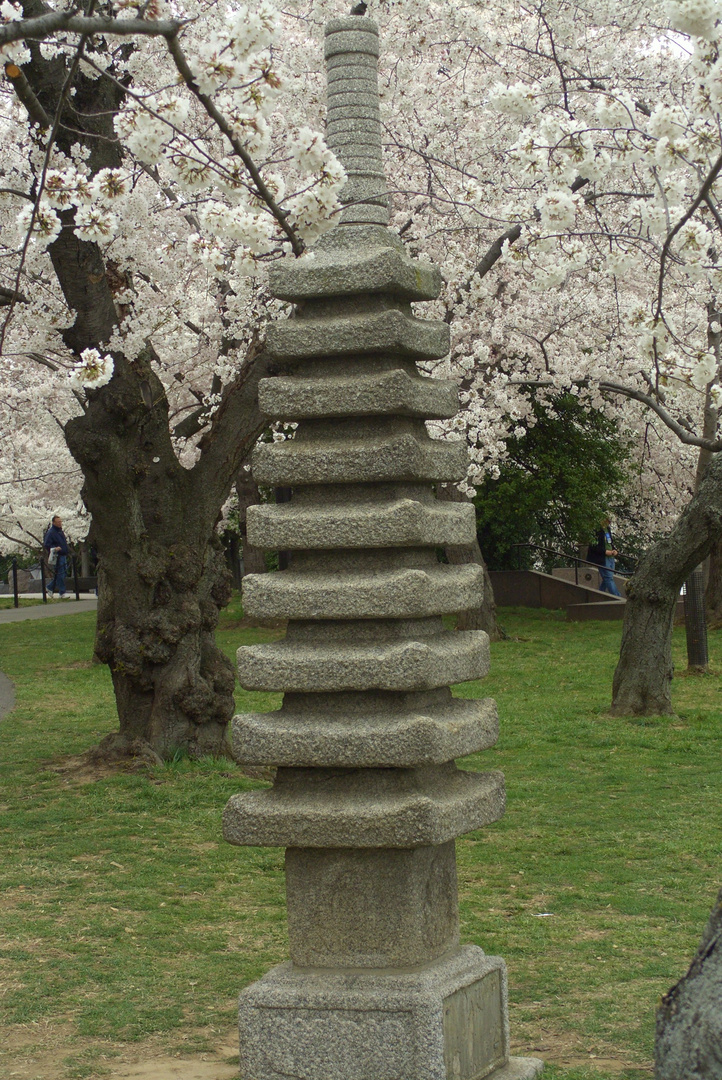 Cherry Blossom in Washington, DC