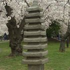 Cherry Blossom in Washington, DC