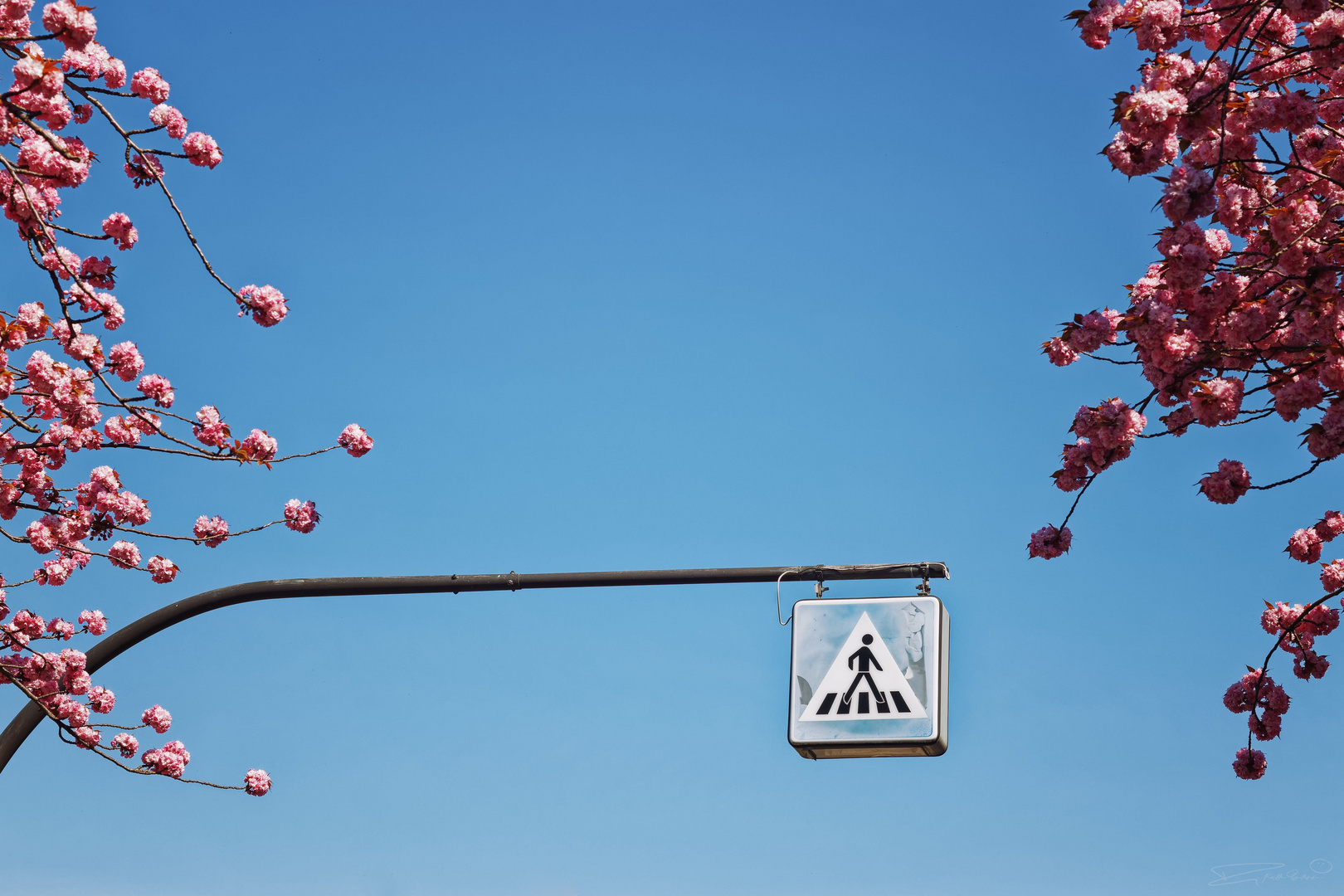 ____cherry blossom road*