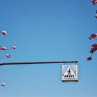 ____cherry blossom road*