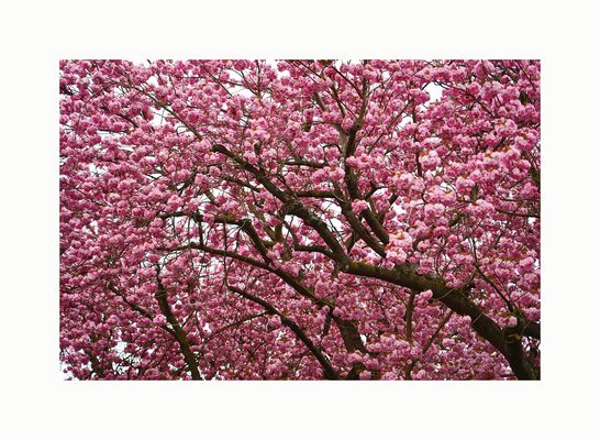 Cherry Blossom Season