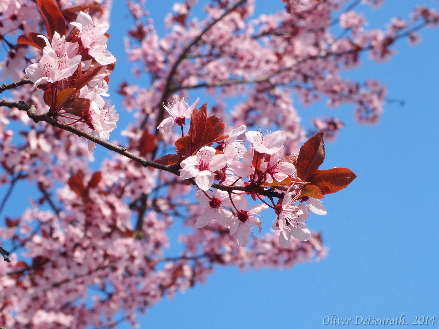 Cherry blossom sky