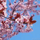 Cherry blossom sky