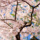 Cherry Blossom Springtime in Washington