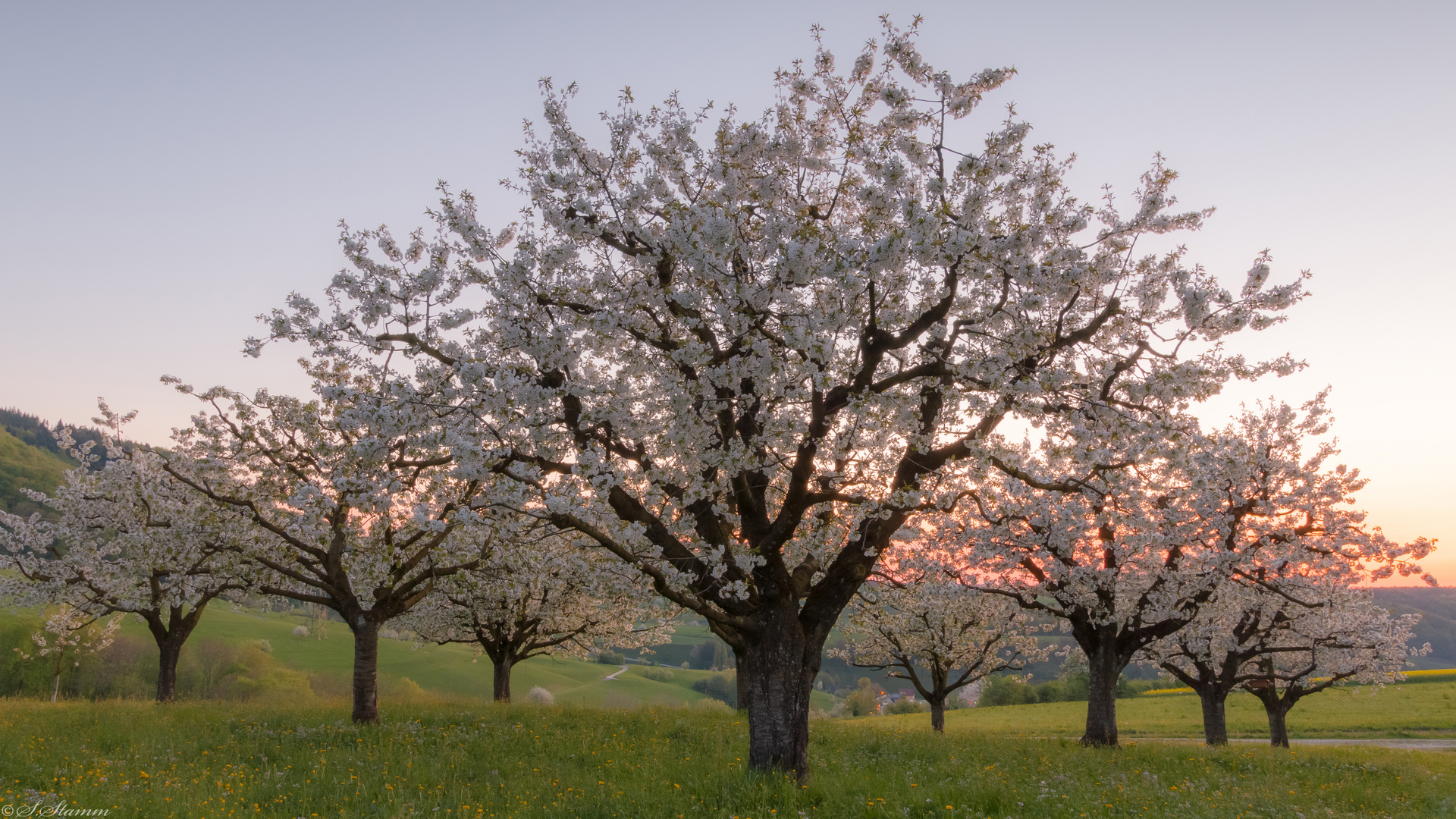 Cherry Blossom Sunset