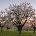 Cherry Blossom Sunset