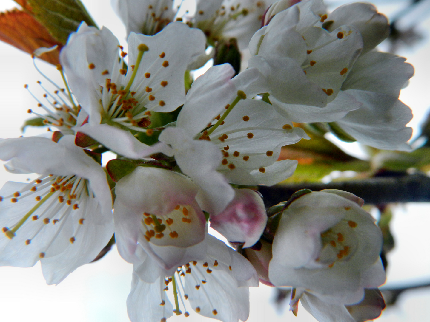 Cherry Blossoms