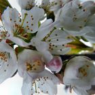 Cherry Blossoms