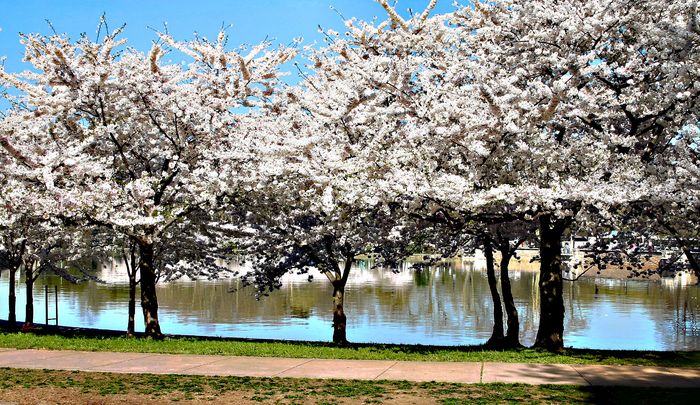 Cherry Blossoms 2005