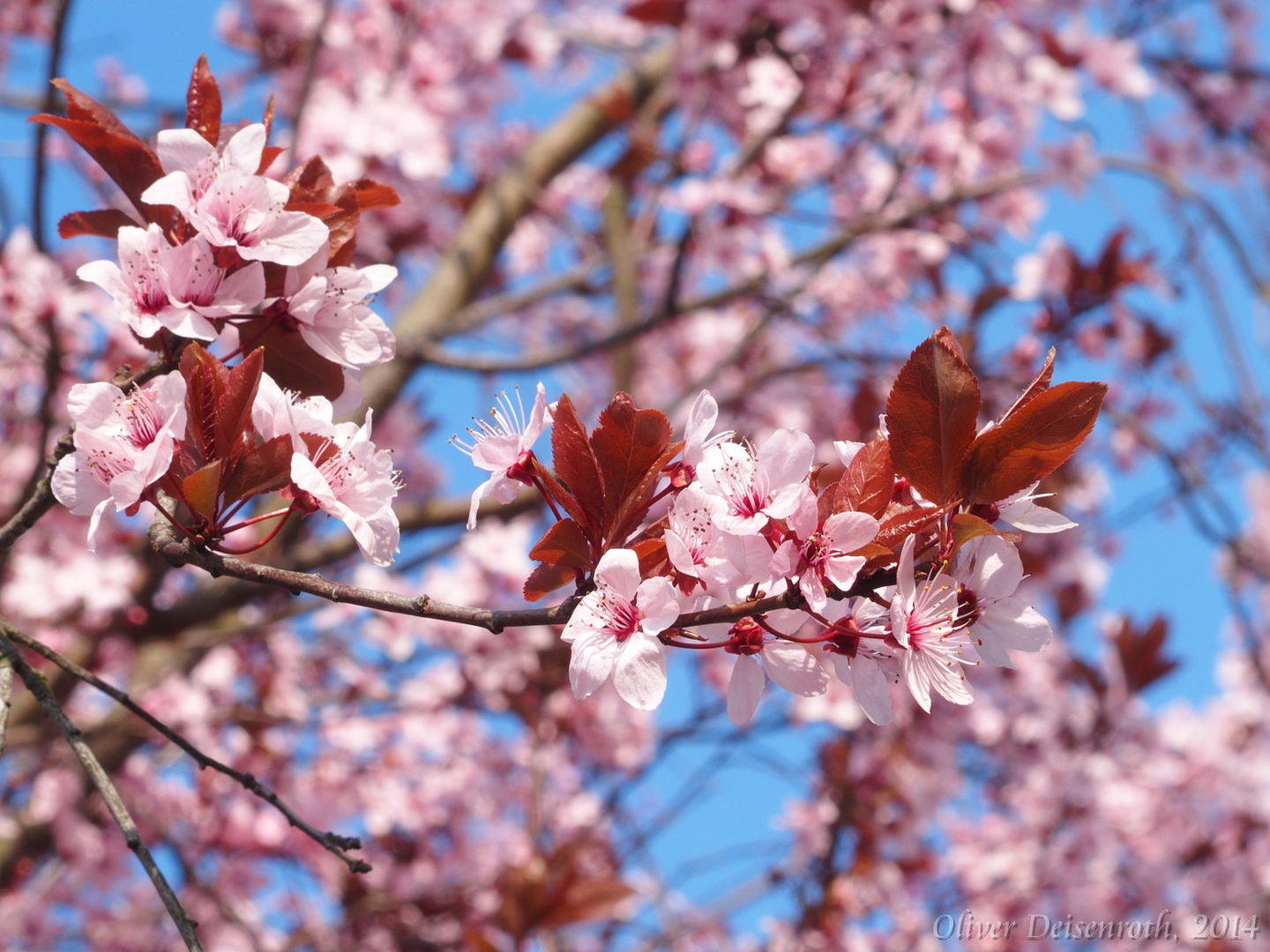 Cherry blossoms