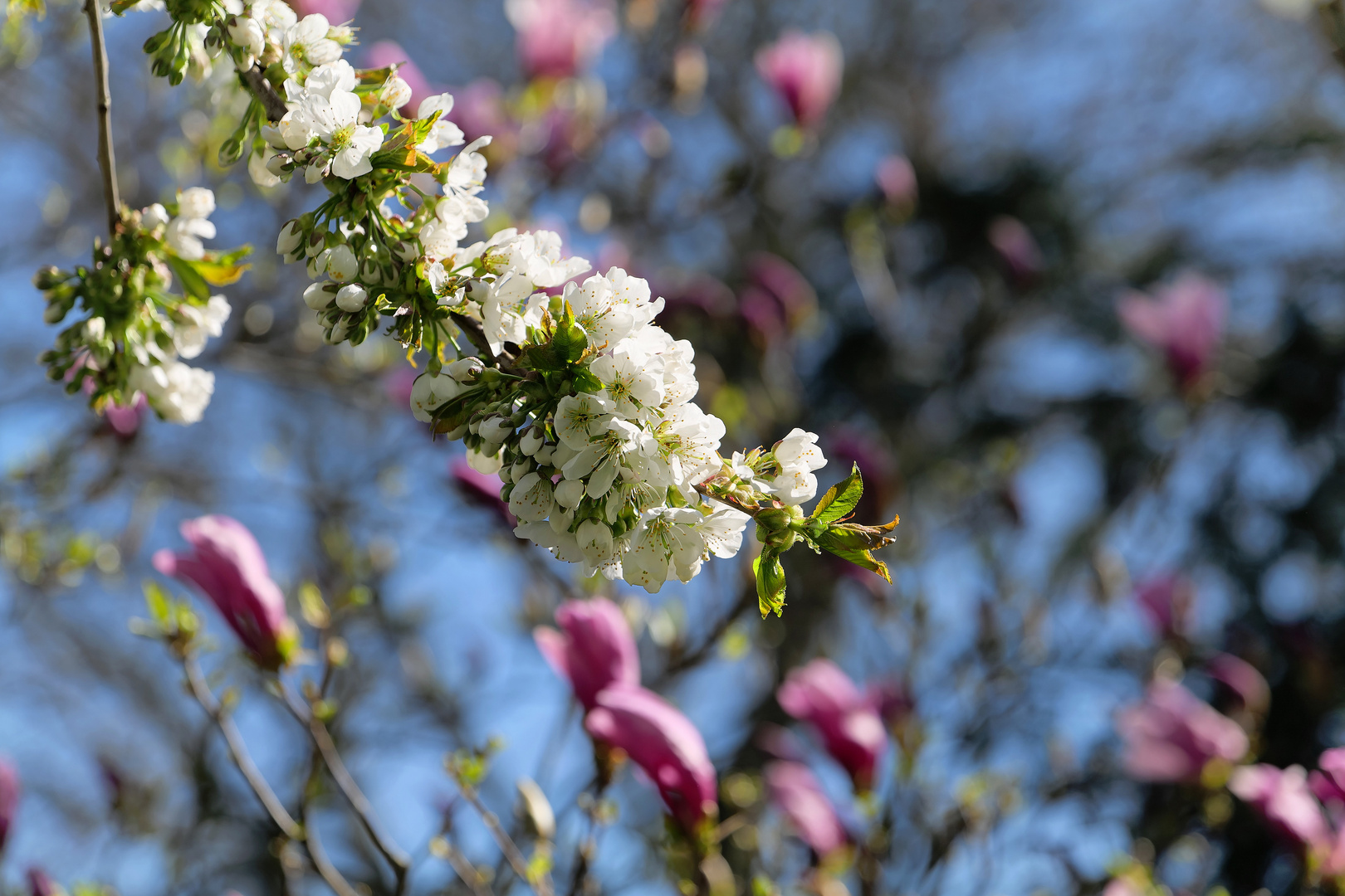 Cherry Blossoms