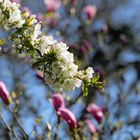 Cherry Blossoms