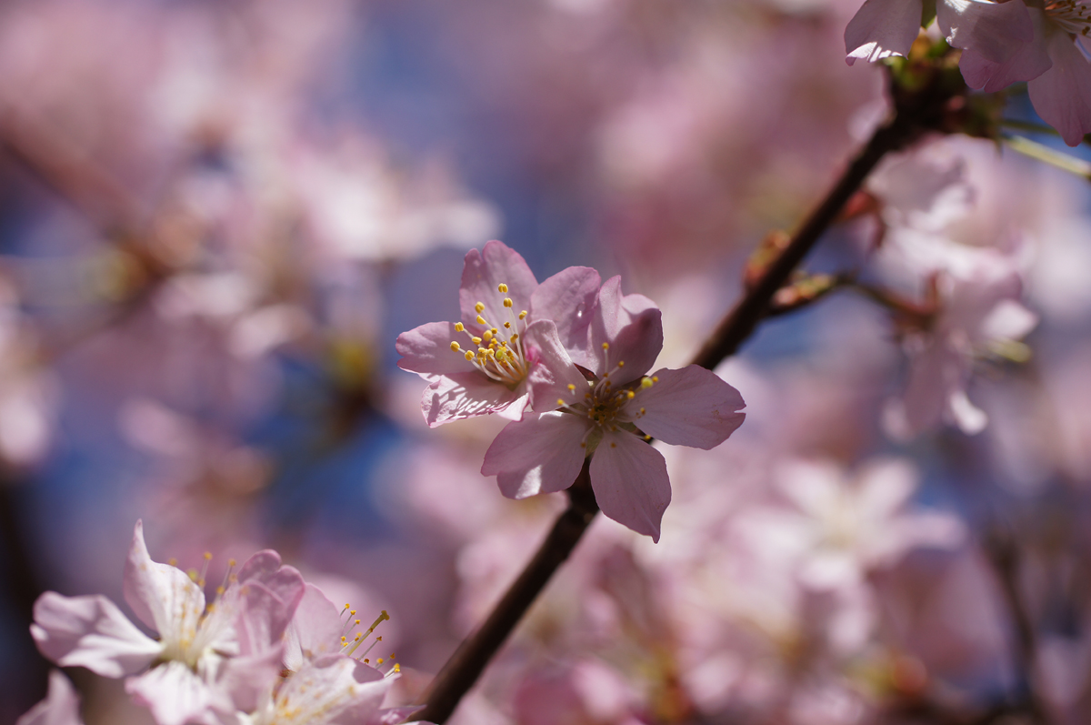 Cherry Blossoms