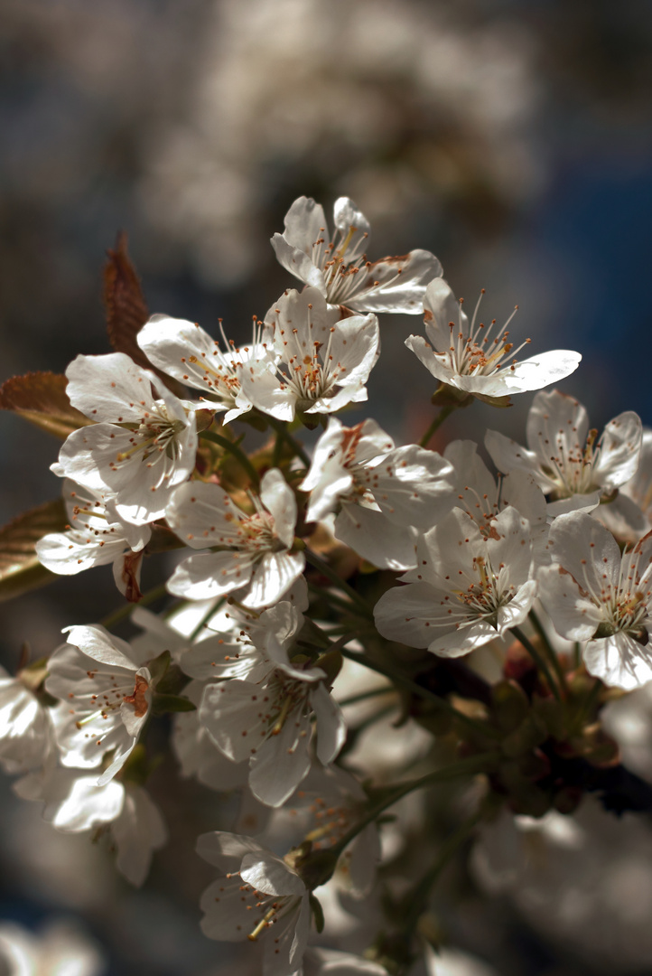 Cherry blossoms.