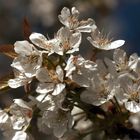 Cherry blossoms.