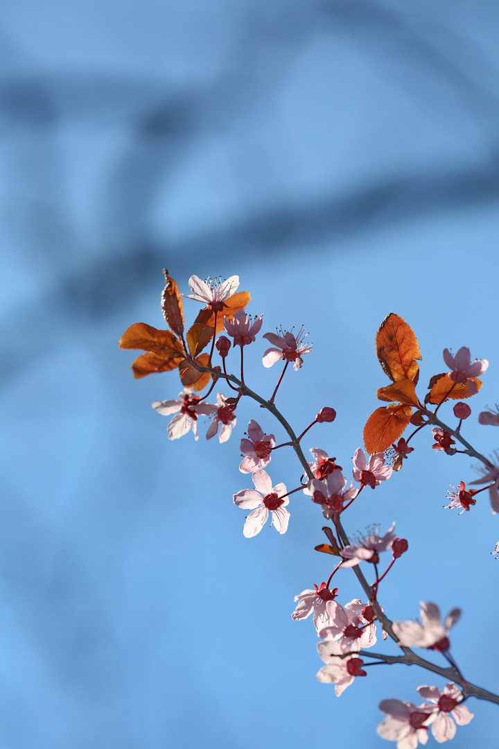 Cherry Blossoms