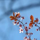 Cherry Blossoms