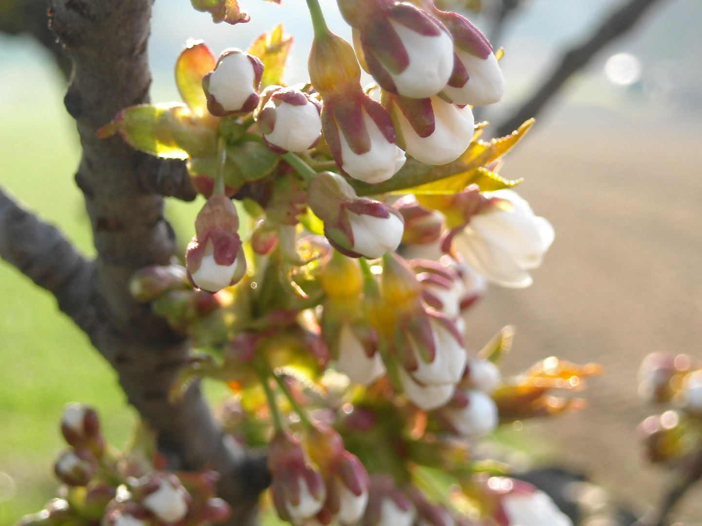 Cherry blossoms