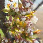 Cherry blossoms