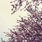 Cherry Blossoms