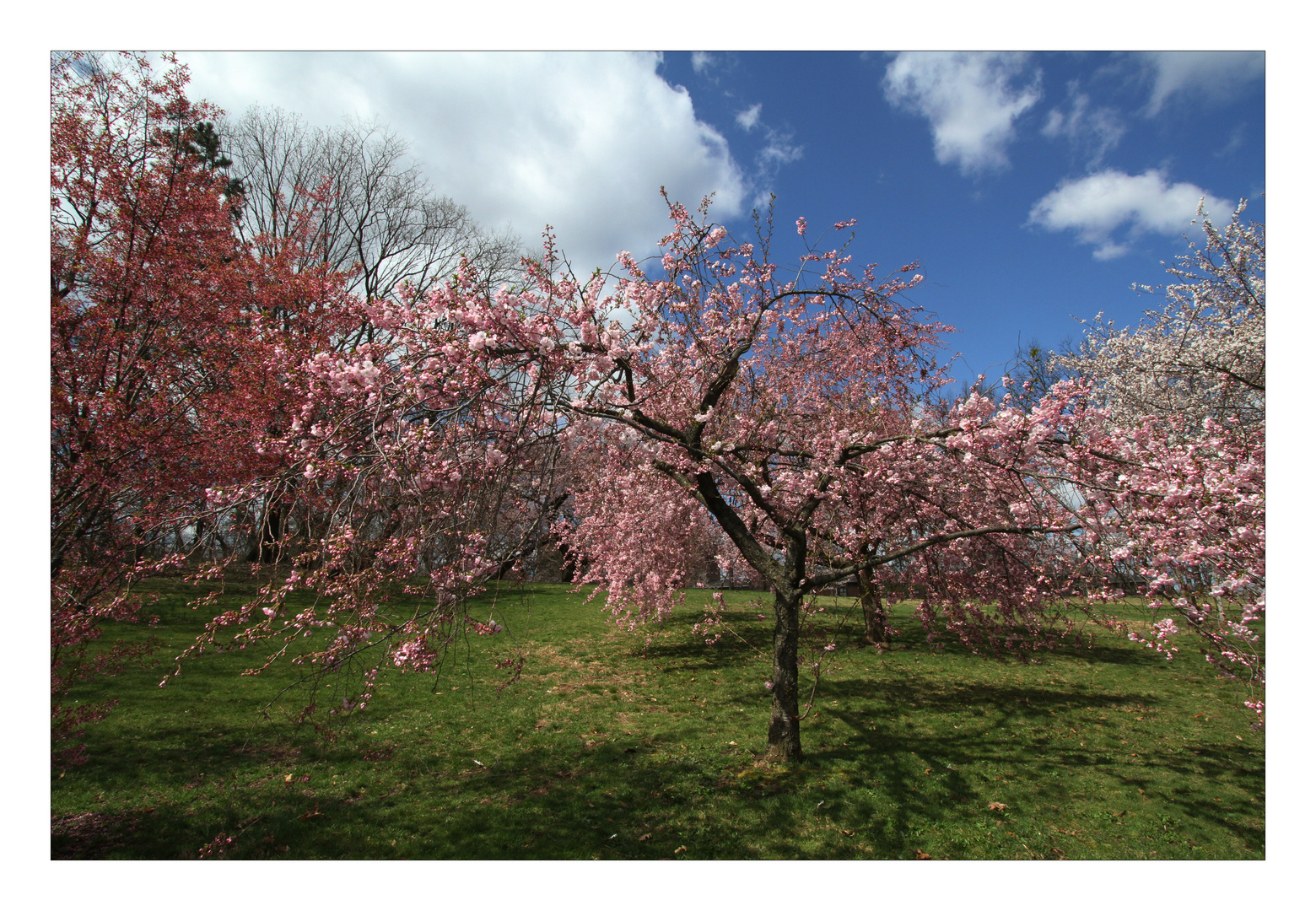 Cherry Blossoms