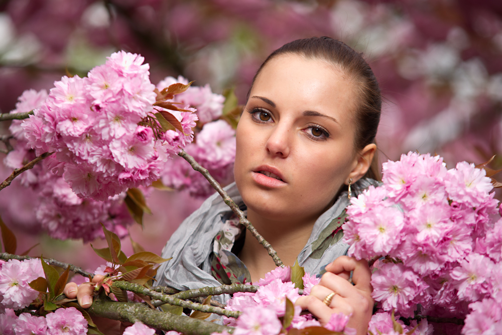 Cherry Blossoms