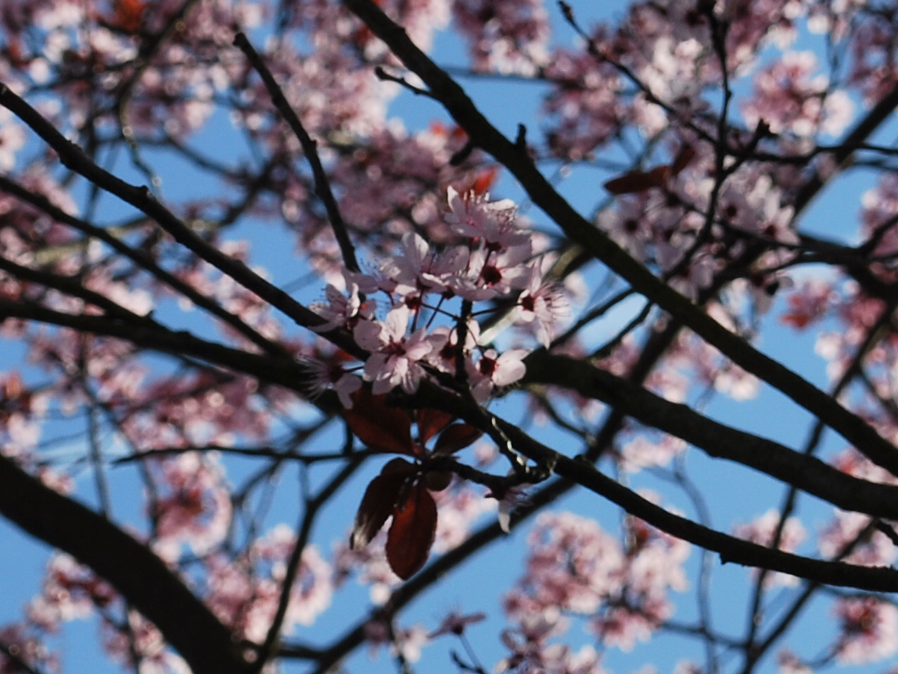 Cherry Blossoms