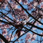 Cherry Blossoms