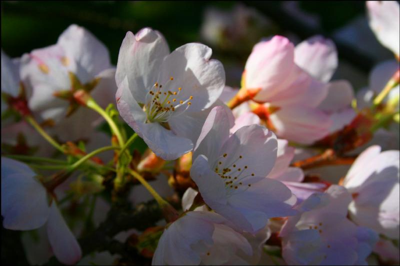 Cherry Blossoms