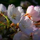 Cherry Blossoms