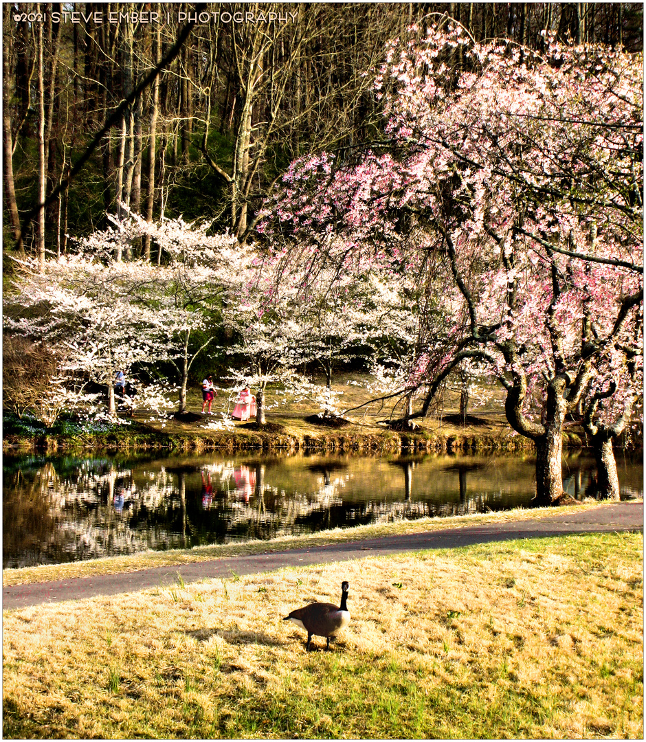Cherry Blossoms along Lake Caroline - A Meadowlark Impression