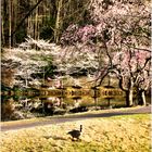 Cherry Blossoms along Lake Caroline - A Meadowlark Impression