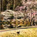 Cherry Blossoms along Lake Caroline - A Meadowlark Impression