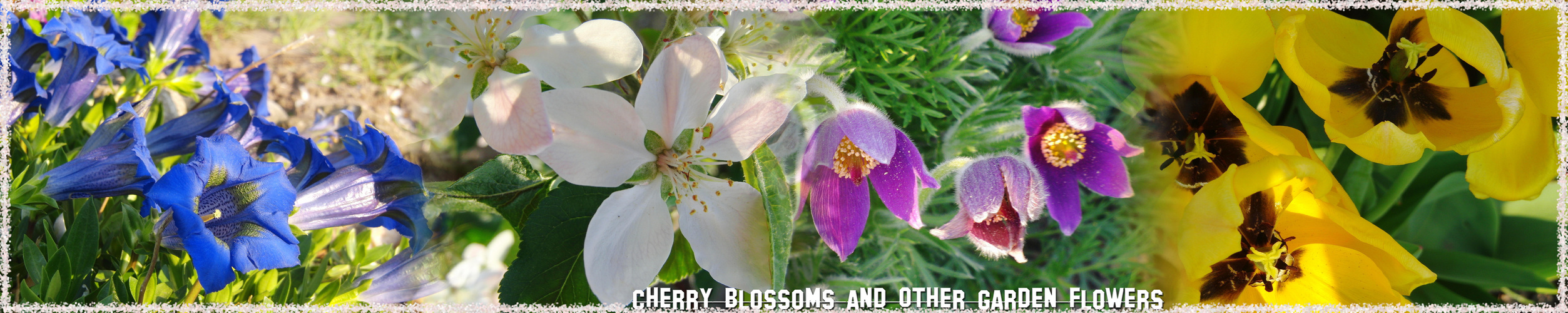 Cherry Blossoms And Other Garden Flowers...